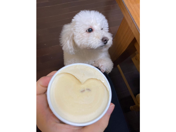 モデル犬卒業後、里親さん宅での様子♪～もんちゃん～